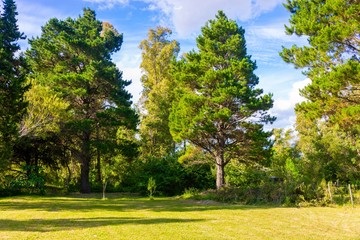 trees in the park