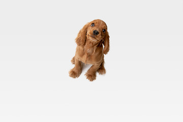 Pure youth crazy. English cocker spaniel young dog is posing. Cute playful white-braun doggy or pet is playing and looking happy isolated on white background. Concept of motion, action, movement.