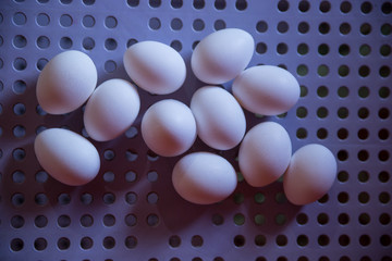 Eggs on the table 
