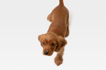 Pure youth crazy. English cocker spaniel young dog is posing. Cute playful white-braun doggy or pet...