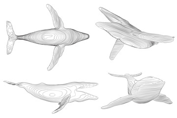 3d vector set. ocean protection. big blue whale
