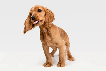 Pure youth crazy. English cocker spaniel young dog is posing. Cute playful white-braun doggy or pet...