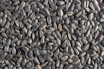 Sunflower seeds, back ground or texture, high detail