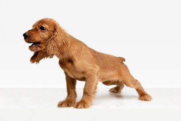 Pure youth crazy. English cocker spaniel young dog is posing. Cute playful white-braun doggy or pet...