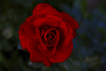 red rose