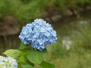 川辺に咲く紫陽花
