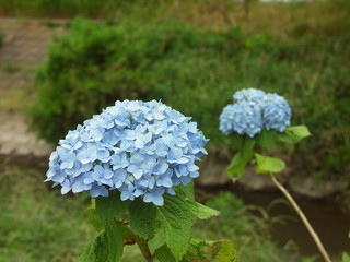 川辺に咲く紫陽花