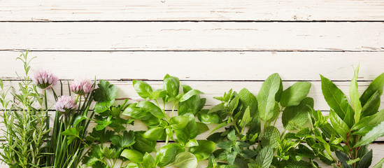 Panorama banner with mixed fresh herbs