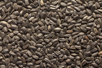Sunflower seeds, back ground or texture, high detail