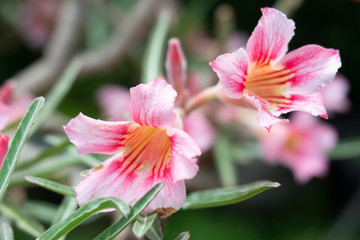 Impala Lily, Pink Bignonia