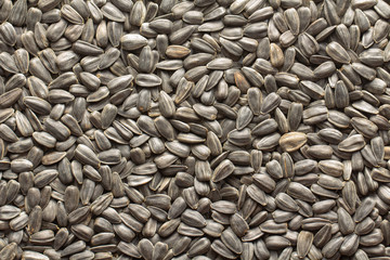 Sunflower seeds, back ground or texture, high detail