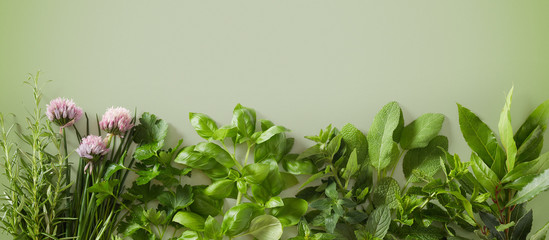 Row of assorted fresh culinary herbs on green © exclusive-design