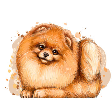 Wall sticker. Color, artistic portrait of a cute Pomeranian / small German spitz dog with fluffy, red fur in a picturesque style on a white background with splashes of watercolor.