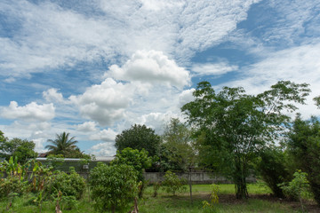 Garden and sky
