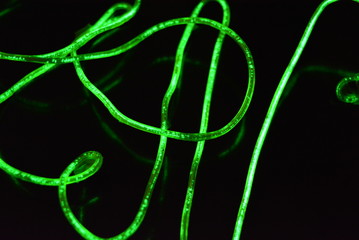 Toxic green lime lighting with a specific pattern. Woven filaments, cable, wires with outgoing light. Neon electroluminescent wire in the form of night lighting.