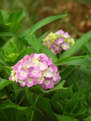 紫陽花咲く風景