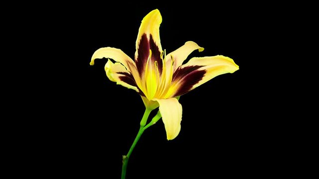 Timelapse of two yellow red daylily flowers blooming and fading on black background