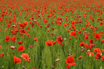 Spectacular field of red poppies  in Tuscany in a green wheat field, near Monteroni d'Arbia, (Siena) Tuscany. Italy, Europe.