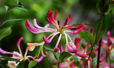 Bright bloom of honeysuckle