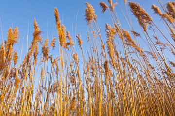 Lake of Pitillas Nature Reserve, Navarra, Spain, Europe