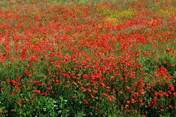 Obraz premium Beautiful field of red poppies near Pienza in Tuscany. Italy.