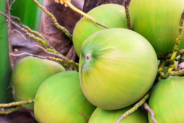 Ripe Coconut Fruit