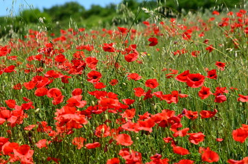 Beautiful field of red poppies near Pienza in Tuscany. Italy.