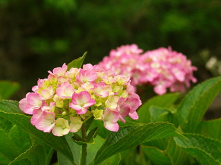 紫陽花咲く風景