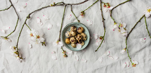 Easter holiday Spring mood flat-lay with quail eggs in blue bowl and blooming branches of almond...