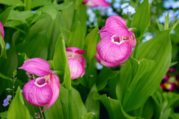 Siberian wild orchid. Pink flower-Venerin slipper.
