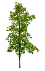 Trees cut and placed on a white background, Clipping path