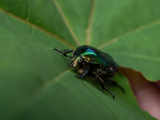 green cockchafer on green leaf