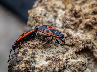 Firebug Pyrrhocoris apterus 