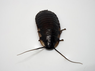 Madagascar cockroach on a white background