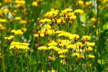 Blumenwiese mit gelben Löwenzahnblumen