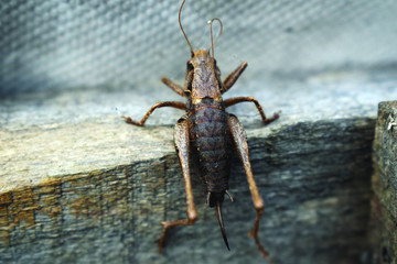 Cricket Climbing up a piece of wood