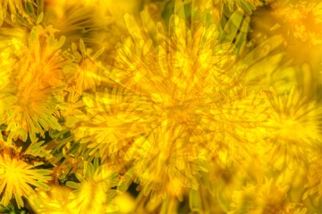 Gelbe Löwenzahnblüte