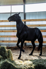 Portrait head shot closeup of a young saddle horse indoor