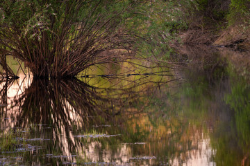 willow trees in water at sunset. Its pliant branches yield osiers for basketry. grows mostly in wet habitats and is a major source of the long flexible shoots used in basketwork. Reflection 