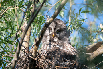 Portrait of bearded owl (strip nebulosa) on the nest high in the trees. Summertime. Animal world. A bird hatching eggs in natural habitat