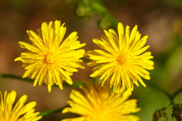 Gelbe Löwenzahnblüte