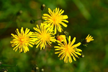 Gelbe Löwenzahnblüte