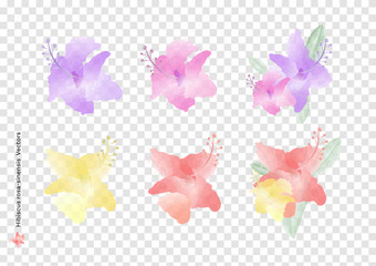 Hibiscus rosa sinensis flowers vectors and leaves with watercolor brush isolated on transparency background, beautiful floral element design for decoration