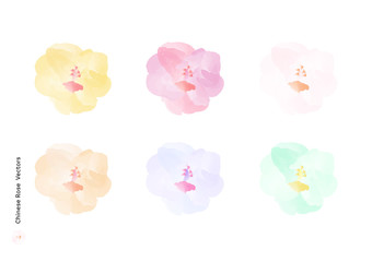 Chinese Rose or Hibiscus rosa sinensis flowers vectors with watercolor brush isolated on white background, beautiful floral element design for decoration