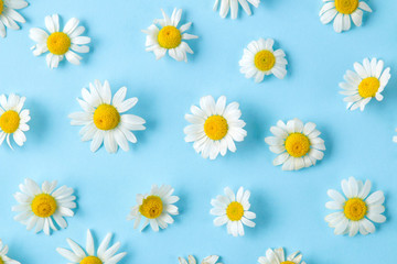 Chamomile. Medicinal little chamomile flowers on a gentle light blue background. background of flowers. top view