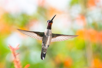 Naklejka premium A Long-billed Starthroat hummingbird, Heliomaster longirostris, hovering in a tropical garden with colorful flowers blurred in the background.