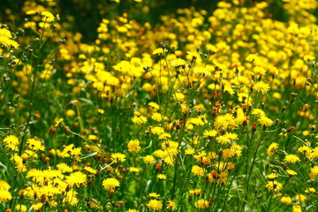 Blumenwiese mit gelben Löwenzahnblumen
