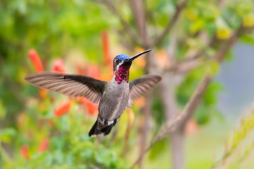 A Long-billed Starthroat hovering in a tropical garden.