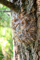 Nester des Eichenprozessionsspinners