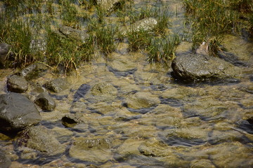 river in forest